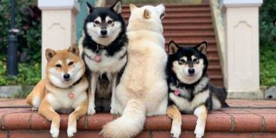 У каждого есть такой друг. Сиба-ину постоянно портит групповые снимки с другими собаками - mur.tv - Гонконг