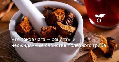 Что такое чага — рецепты и неожиданные свойства полезного гриба - sadogorod.club - Россия - Сша - Финляндия - Корея - Эстония