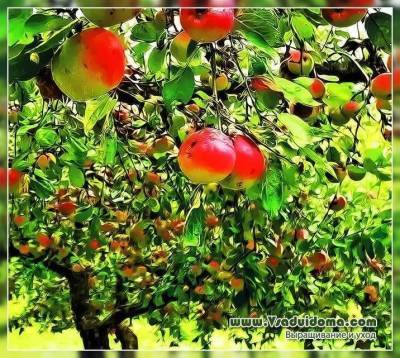Яблони – посадка выращивание и уход, сорта и обрезк А от А до Я - sadogorod.club