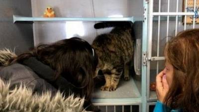 13-летнего кота успели оплакать, но он нашелся два года спустя - mur.tv