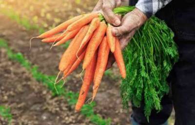 Простой способ хранения, который поможет морковке оставаться свежей осень и зиму - milayaya.ru