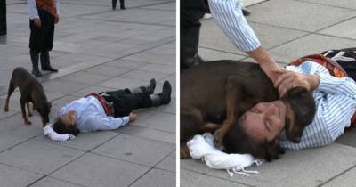 Уличный пёс прервал выступление актёра, решив, что ему и правда стало плохо. Но это только улучшило перформанс - mur.tv - Турция