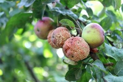 Плодовая гниль яблони – как спасти дерево? - sadogorod.club