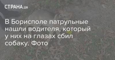 В Борисполе патрульные нашли водителя, который у них на глазах сбил собаку. Фото - mur.tv - Харьков - Бердянск