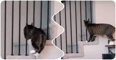 Умора дня: толстый кот застрял в лестнице - mur.tv