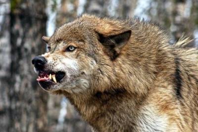 Охотники попросили вместо Читы сдавать шкуры волков в районах из-за трат на дорогу - mur.tv - Чита