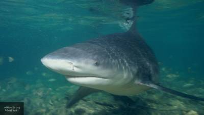 Женщина поймала на самодельную удочку 136-килограммовую акулу - mur.tv - Usa - штат Техас