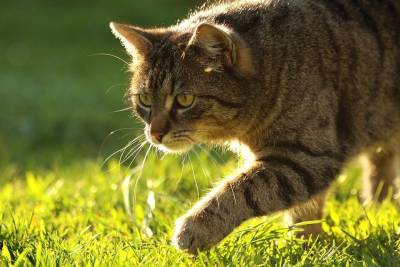 Кошки могут быть опасными для окружающей среды - mur.tv - Сша