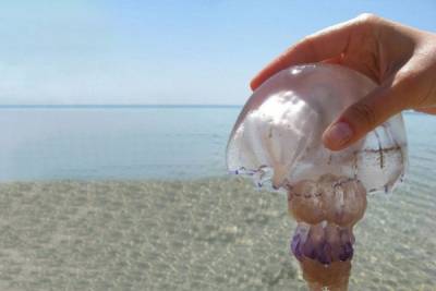 Биолог рассказал об аллергии на медуз - woman.rambler.ru