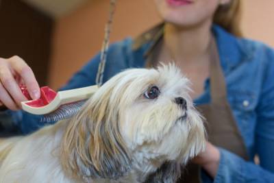 Хозяйка показала, делать с шерстью линяющей собаки - woman.rambler.ru
