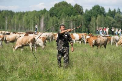 Владимир Зеленский - В Кабмине рассказали, что часть фермеров сможет получить дотации за содержание коров - mur.tv