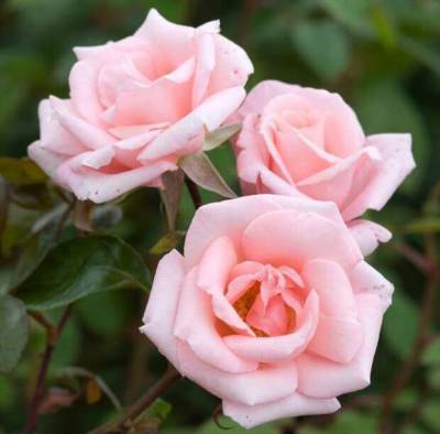 Розовые розы: 10 самых нежных сортов - lublusebya.ru