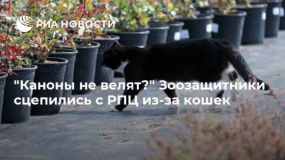святой Владимир - “Каноны не велят?” Зоозащитники сцепились с РПЦ из-за кошек - mur.tv - Москва