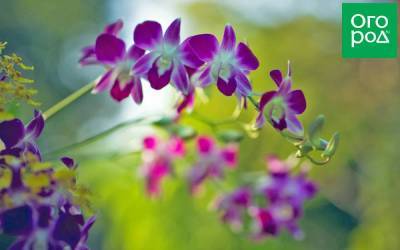 Аромат орхидей: популярные сорта цветов с запахом - sadogorod.club