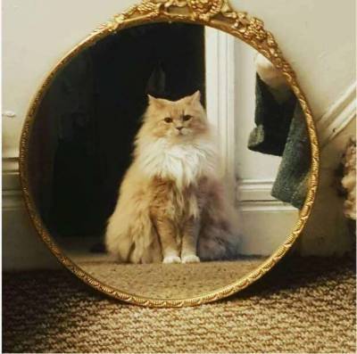 15 смешных фото о том, как животные разглядывают себя в зеркале - lublusebya.ru
