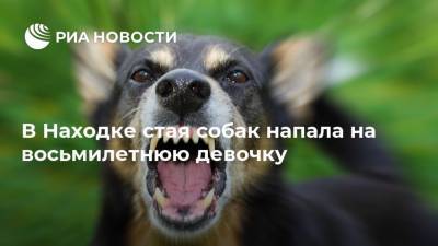 В Находке стая собак напала на восьмилетнюю девочку - mur.tv - Владивосток - Находка