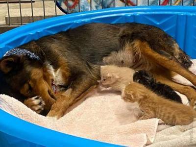 Собака стала мамой для трёх котят-сирот - chert-poberi.ru - Сша - Мексика - штат Джорджия