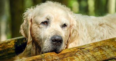 Диета и тренировки не спасут собак от старости - mur.tv - Австрия