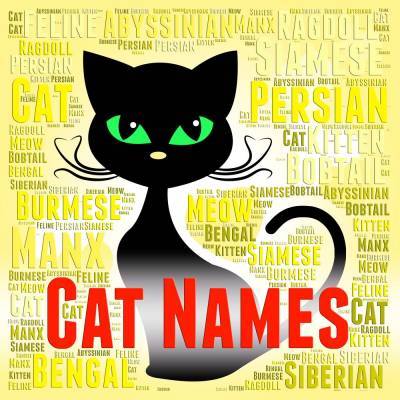 Как котенка приучить к имени? - mur.tv