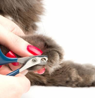 Как подстричь когти кошке? - mur.tv
