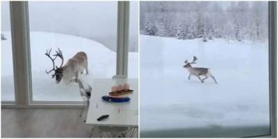 В Норвегии северный олень заглянул в гости - mur.tv - Норвегия