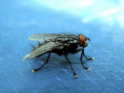 Какой вес способна поднять муха (+видео) - chert-poberi.ru