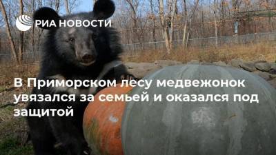 В Приморском лесу медвежонок увязался за семьей и оказался под защитой - mur.tv - Владивосток - Приморье край