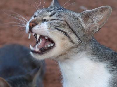 Выпадают ли у кошек зубы? - mur.tv