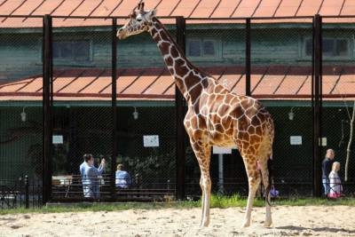 Пожар в петербургском зоопарке стал угрозой для капибары и жирафа - mur.tv - Санкт-Петербург