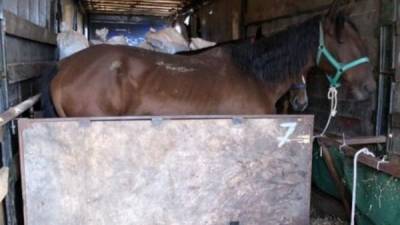 Через Акбулак за границу пытались незаконно вывезти табун лошадей - mur.tv - Белоруссия - Киргизия - Оренбургская обл.