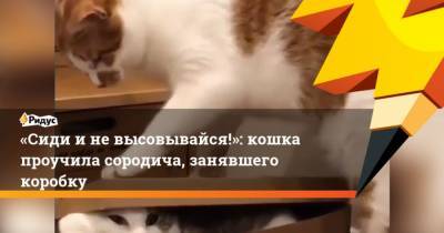Сиди иневысовывайся!: кошка проучила сородича, занявшего коробку - mur.tv