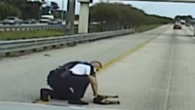Офицер полиции, рискуя жизнью, вытащил раненую собаку со скоростной магистрали - mur.tv - Сша - штат Флорида