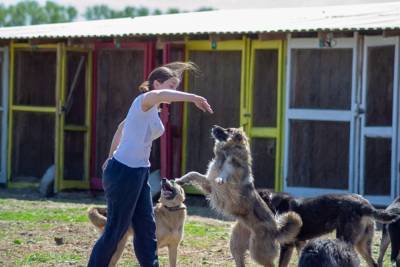 Исследование. Жители Челябинска больше любят собак, чем кошек - mur.tv - Россия - Челябинск