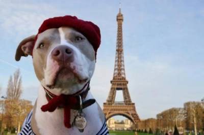25 французских пород собак - mur.tv