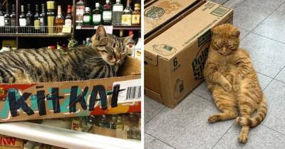 16 котов-продавцов, которые поселились в магазинах и чувствуют там себя как дома - mur.tv