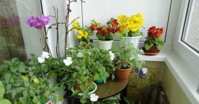 11 холодоустойчивых растений, которые можно выращивать на балконе до заморозков - lifehelper.one