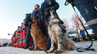 Мужчина выпустил служебных собак в полиции Петербурга - mur.tv - Санкт-Петербург