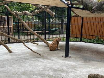 23-летняя рысь переехала в балахнинский зоопарк из Мишутки - mur.tv