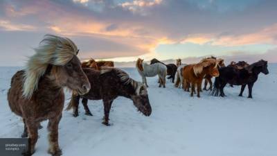 Исследователи выяснили возможное место одомашнивания лошадей - mur.tv - Турция