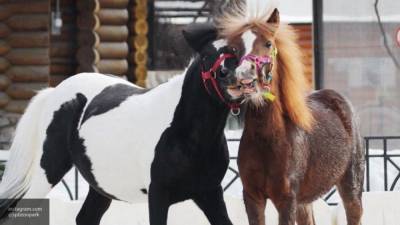 Первое одомашнивание лошадей произошло не на территории Турции - mur.tv - Турция