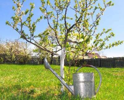 Как правильно поливать яблоню и другие плодовые деревья весной, летом и осенью: сколько воды нужно для полива - sadogorod.club