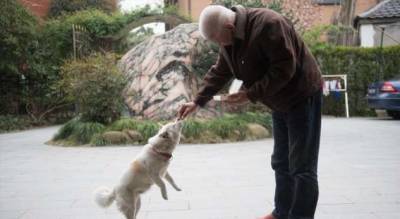 Жители деревни вместе опекают старую собаку после гибели хозяйки - milayaya.ru - штат Калифорния