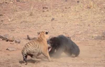 Тигр не поделил территорию с медведем и проиграл: видео из Индии - chert-poberi.ru - Индия