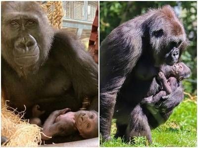 Потерявшая детеныша горилла вновь стала мамой - mur.tv