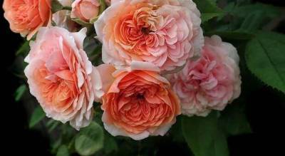 Дэвид Остин - Королева цветов: чем хороши для вашего сада знаменитые английские розы? - lublusebya.ru - Англия