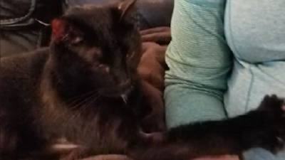 Как прилипчивого кота Зевса показывали ветеринару, или Кот-экстрасенс - mur.tv - Сша - штат Айова