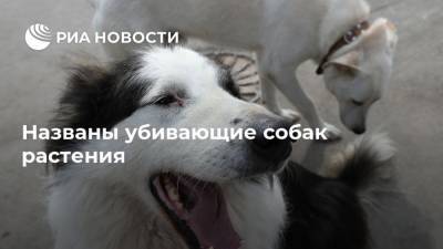 Владимир Голубев - Названы убивающие собак растения - mur.tv - Россия - Москва