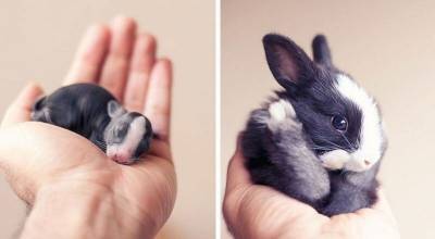 Фотограф в деталях показал все этапы взросления своего кролика - mur.tv
