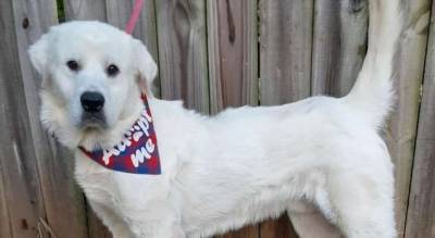 Добром за добро: спасенный пес защитил волонтерку от похитителей - milayaya.ru - Сша