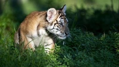 Светлана Акулова - В Московском зоопарке родились четыре амурских тигрёнка - mur.tv - Россия - Волоколамск